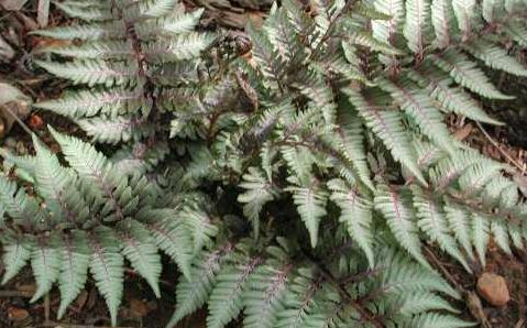 Pictum or Japanese Painted